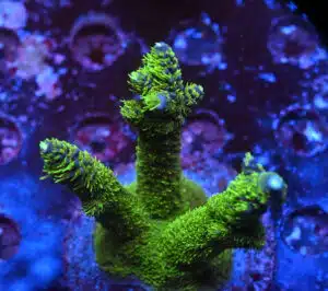 Acropora spp. 7