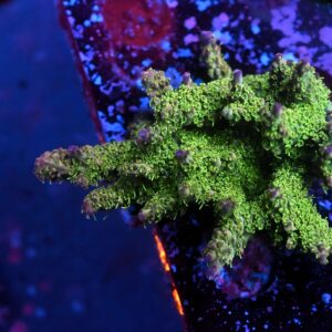 Acropora Purple Haze