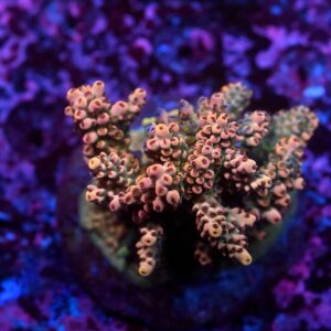 Acropora spp. 10
