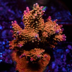 Acropora spp. 11