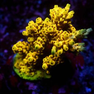 Acropora spp. 12