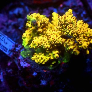 Acropora spp. 13