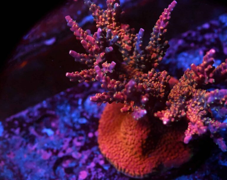 Acropora spp. 14