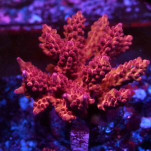 Acropora spp. 15