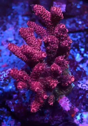 Acropora spp. 16
