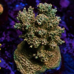 Acropora spp. 22