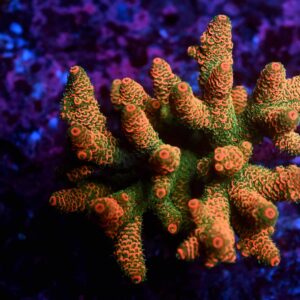 Acropora spp. 23