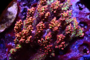 Acropora Strawberry Shortcake