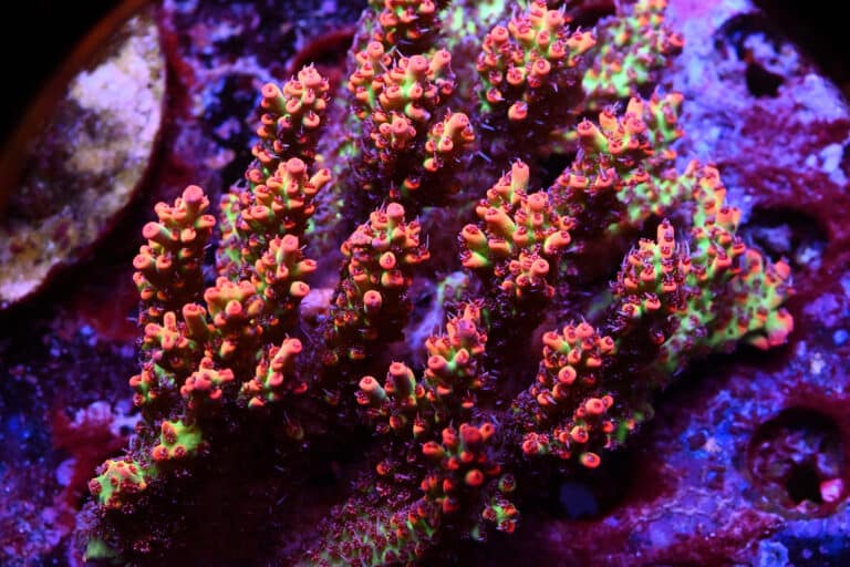 Acropora Strawberry Shortcake