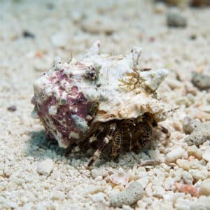 Astralium Calcar