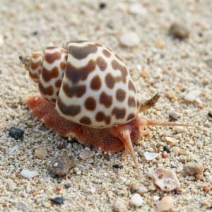 Babylonia Zeylanica