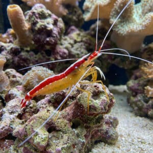 Lysmata Amboinensis