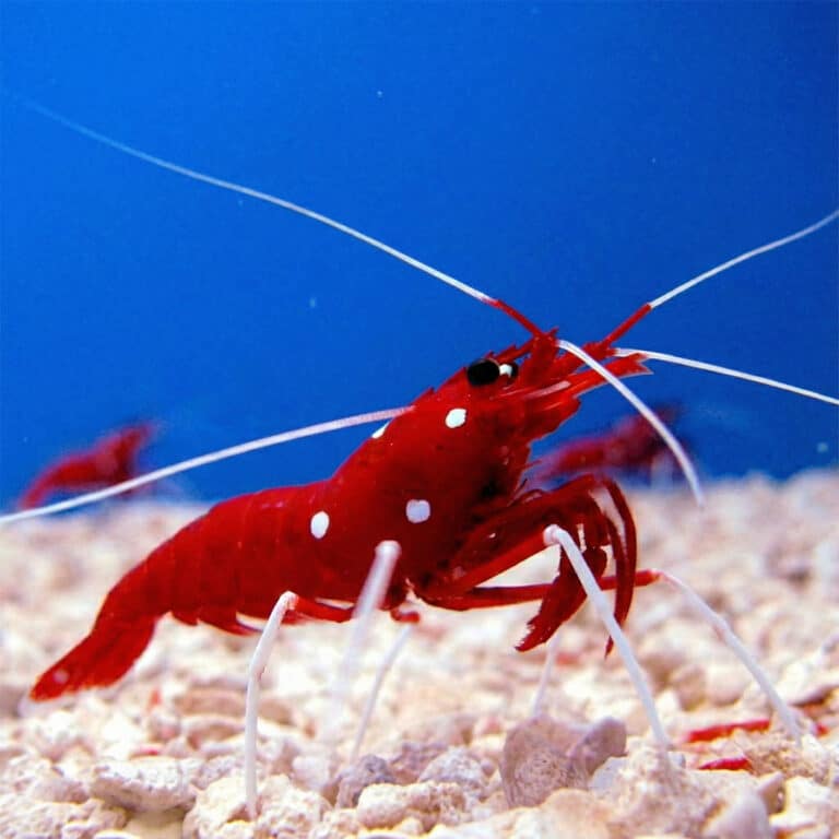 Lysmata Debelius