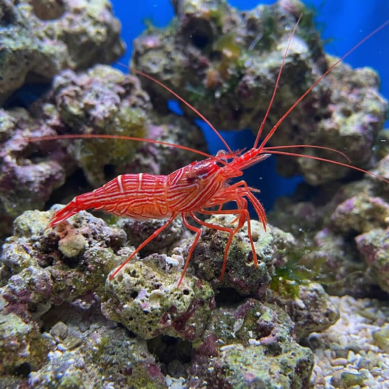 Lysmata Wurdemanni
