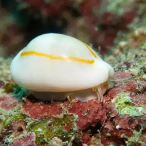 Monetaria Annulus