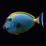 Naso Elegans XL