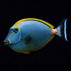 Naso Elegans XL