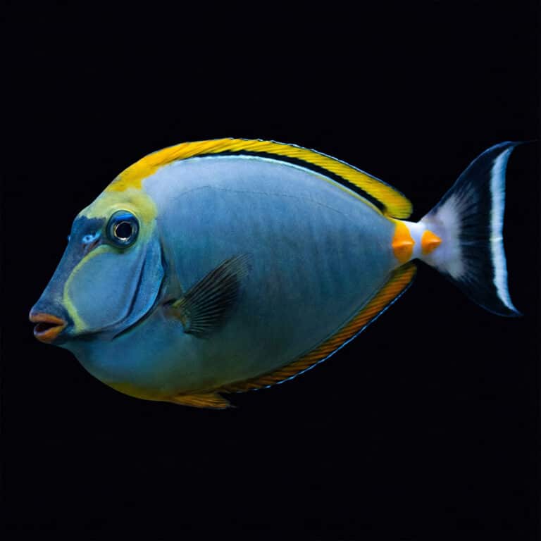 Naso Elegans XL