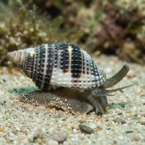 Nassarius Vibex