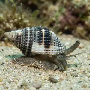 Nassarius Vibex