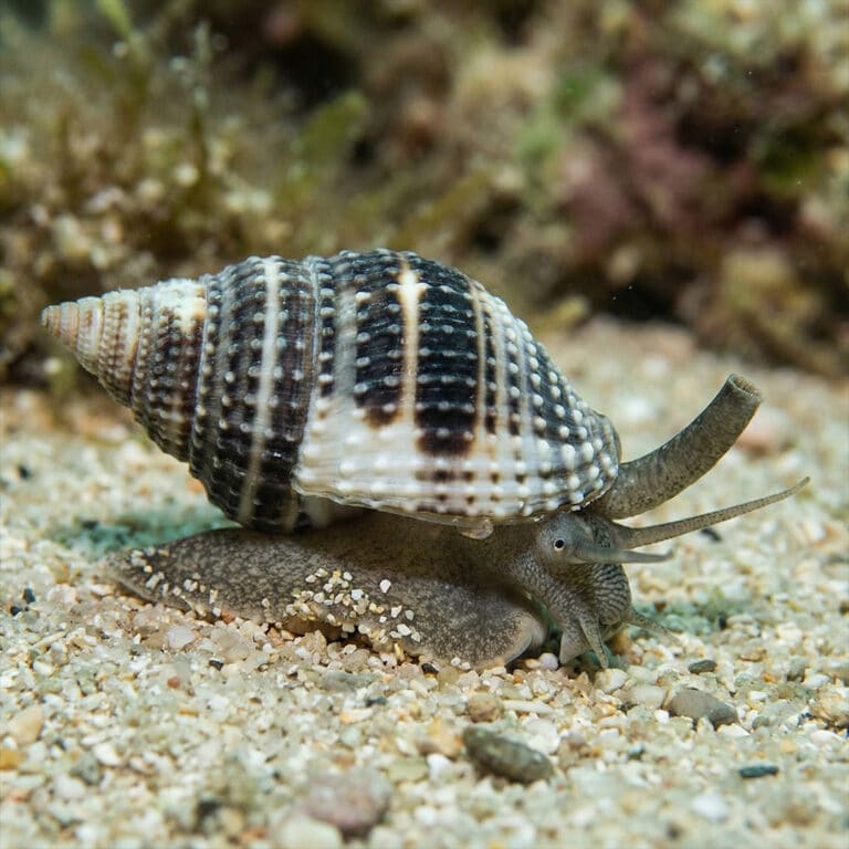 Nassarius Vibex