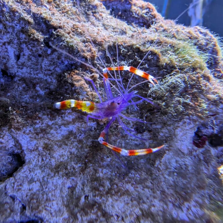 Stenopus Tenuirostris