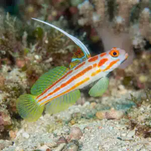 Stonogobiops Yasha