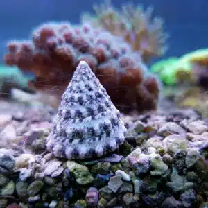 Tectus Fenestratus