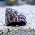 Trochus Histrio
