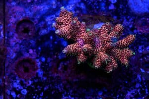 Acropora spp. 25