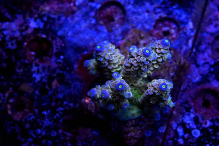 Acropora spp. 24