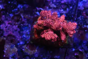 Acropora spp. 23