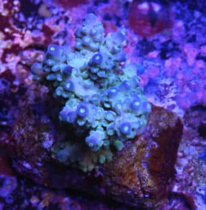 Acropora spp. 22