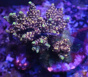 Acropora spp. 21