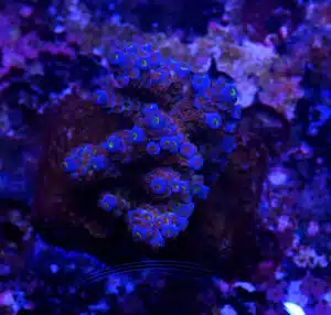 Acropora spp. 20