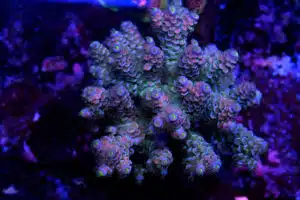 Acropora spp. 19