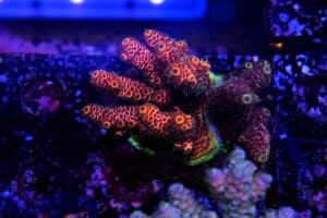 Acropora spp. 18