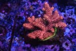 Acropora spp. 17