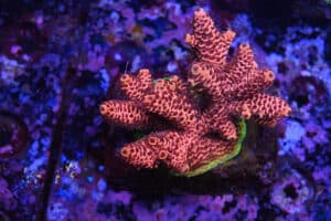 Acropora spp. 17