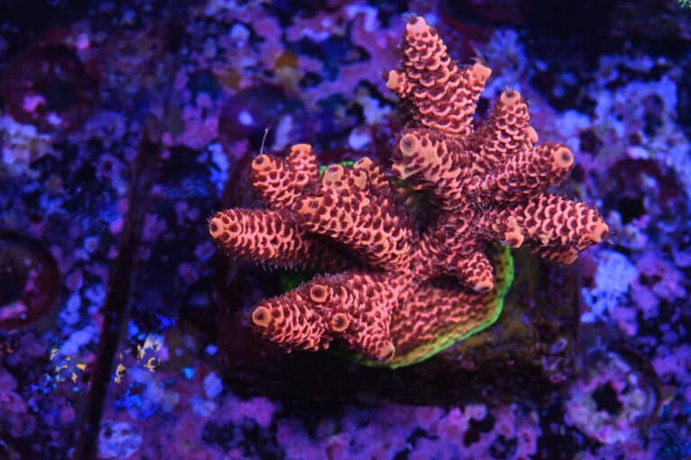 Acropora spp. 17