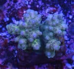 Acropora spp. 16