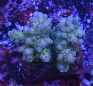 Acropora spp. 16