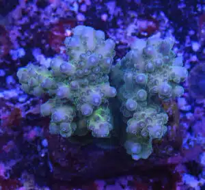 Acropora spp. 16
