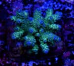 Acropora spp. 15