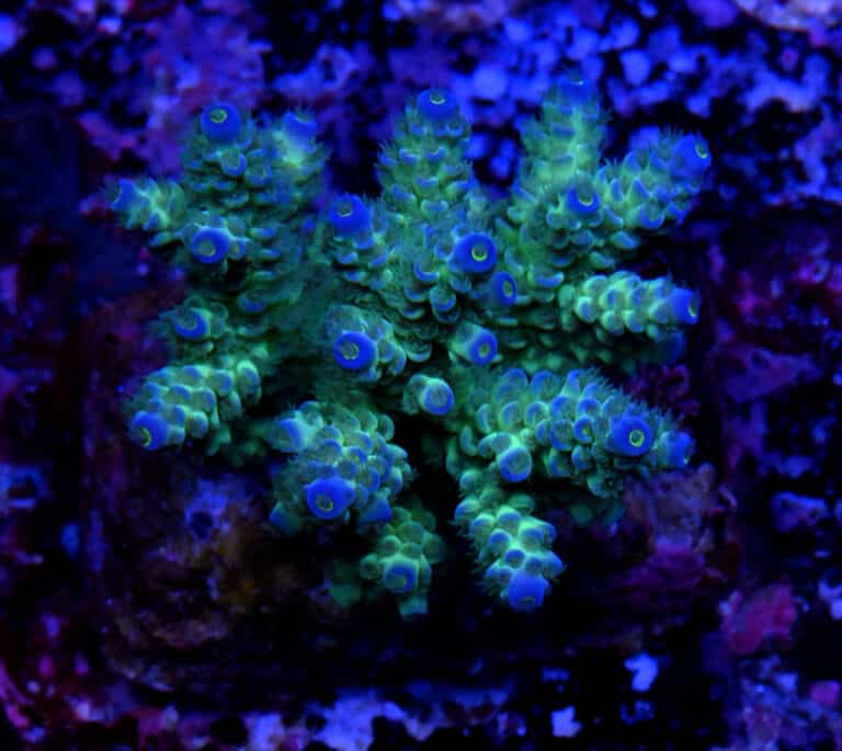 Acropora spp. 15