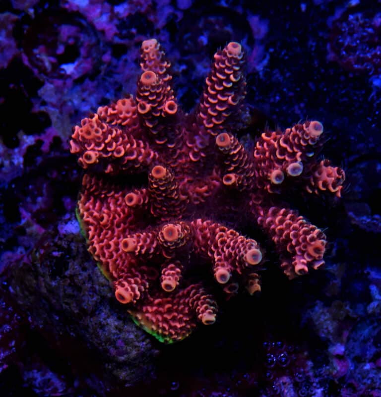 Acropora spp. 12