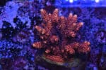 Acropora spp. 11