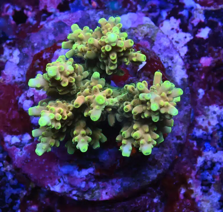 Acropora spp. 10