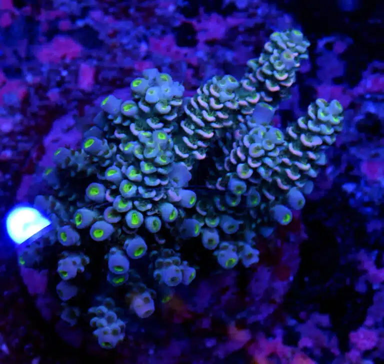 Acropora spp. 8
