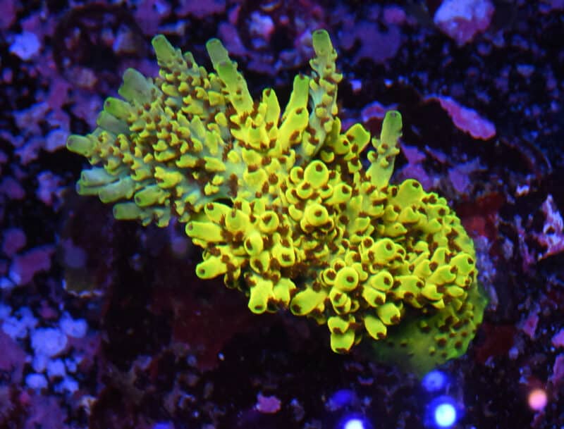 Acropora Pikachu